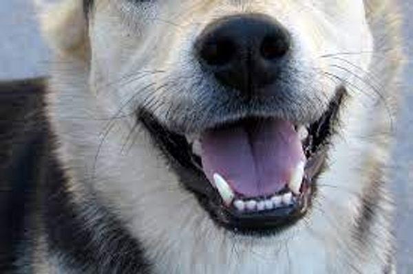 Falda Köpek Ağzı Görmek