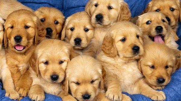 Falda Köpek Görmek Ne Demektir? Sadık Dostlarınızdan Hayırlı Haberler