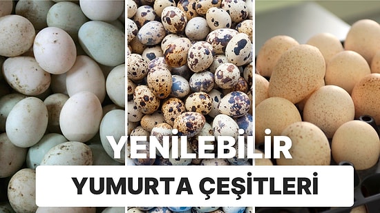 Deve Kuşu Yumurtasından Ördek Yumurtasına Kadar Birbirinden Lezzetli Yenilebilir Yumurta Çeşitleri