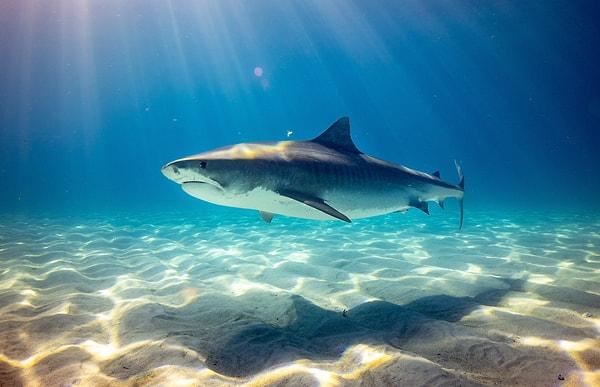 7. Ağaçlardan önce köpek balıkları vardı! Dünyadaki ilk ağaçlardan 100 milyon yıl önce köpek balıkları vardı.