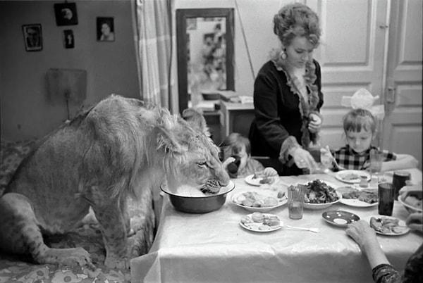 16. Berberov ailesiyle yemek yiyen evcil aslan: