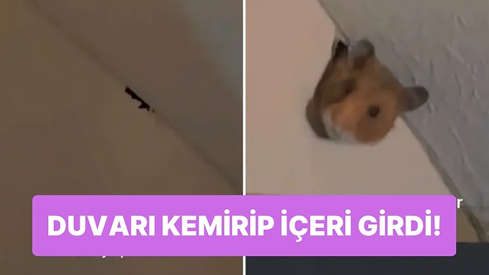 Komşusunun Hamsterı Duvarı Delip Odasına Giren Kadın Şoke Oldu