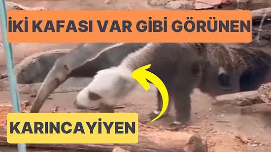 2 Kafası Varmış Gibi Gözüken Karıncayiyenin İzleyenlerin Beynini Yakan Görüntüleri