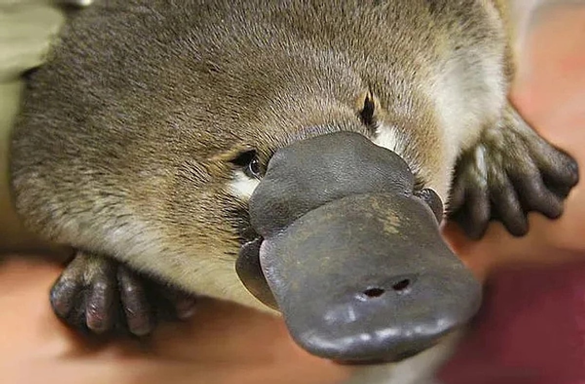 Platypus перевод