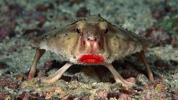 14. Kırmızı dudaklı yarasa balığı 👇