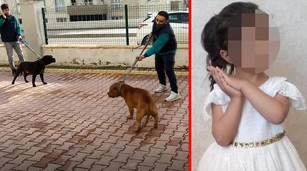 10. Aralık 2021: Gaziantep'te bir sitenin bahçesinde oynarken pitbull cinsi iki köpeğin saldırısına uğrayan 4 yaşındaki A.A. ağır yaralanmıştı.