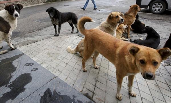 Barınma ve açlık sorunları olan başıboş sokak köpeklerinin insanlara saldırdığı haberler de aynı oranda çoğalmaya başladı.