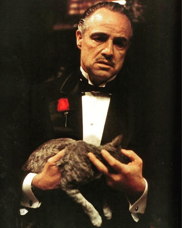 The Godfather filmi yıllar içerisinde başarıya ulaşıp beğeni topladıkça ve her sahne incelenmeye başladıkça kedinin önemi de analiz edilmeye başlanmıştır.