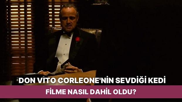 The Godfather Filminde Don Vito Corleone'nin Sevdiği Kediyle Ne Mesaj Verildiği Yıllar Sonra Ortaya Çıktı!