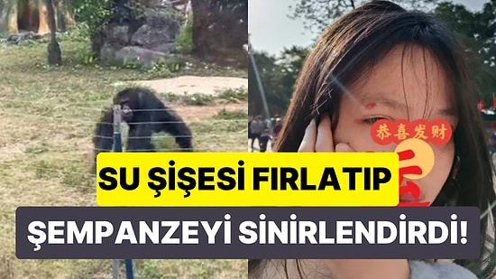 Şempanzenin Fırlattığı Su Şişesi ile Head-Shot Yiyen Kadının Kaşı Açıldı