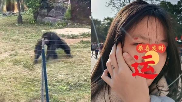 Diu Na Xing olarak bilinen şempanzeye su şişesi fırlatılması sonucu sinirlendi. Şempanze, şişeyi alıp yere vurmaya başladı ve turist kalabalığına geri fırlattı.