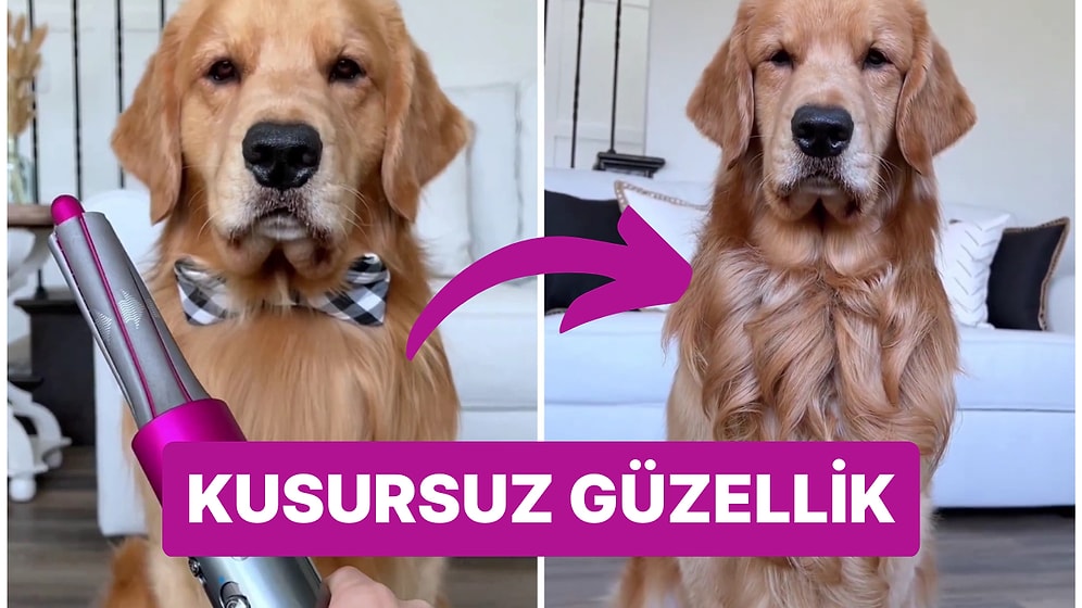 Meşhur Saç Şekillendirici Dyson Airwrap ile Tarzı Tamamen Değişen Köpek