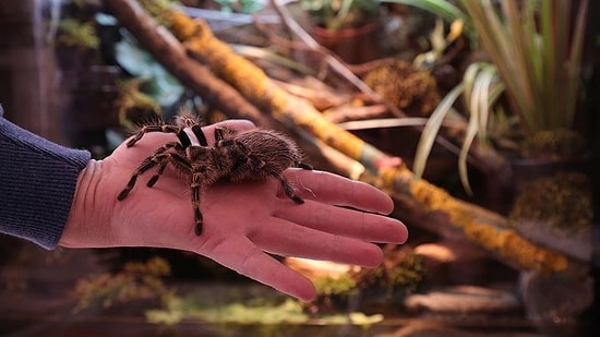 Dünyadaki En Zehirli Örümcek Türleri Arasında: Bu Sefer de Sahibinden Satılık Tarantula