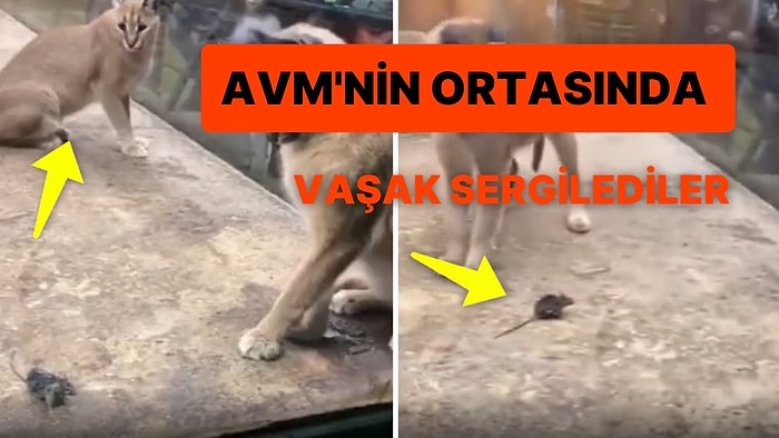 Ankara'da AVM'deki Vitrinin İçine 2 Vaşak ve Beslenmeleri İçin de 1 Fare Koyup Çocuklara İzlettiler