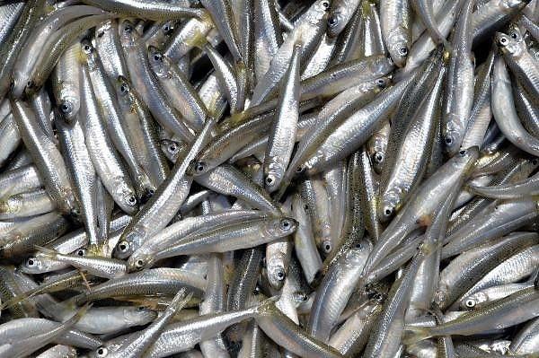 Gümüş balığı: Marmara Deniz’inde şubat ayından itibaren yakalanan gümüş balığı, protein içeriği yönünden oldukça zengindir. A, B ve D vitaminleri, fosfor, kalsiyum, iyot açısından oldukça zengin olan gümüş balığı siyah etli balıklar arasında yer alır.