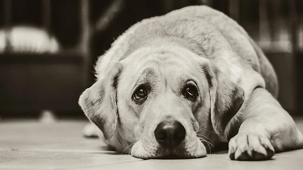 7. Я очень редко радуюсь и даже не могу представить, что могло бы доставить мне радость.