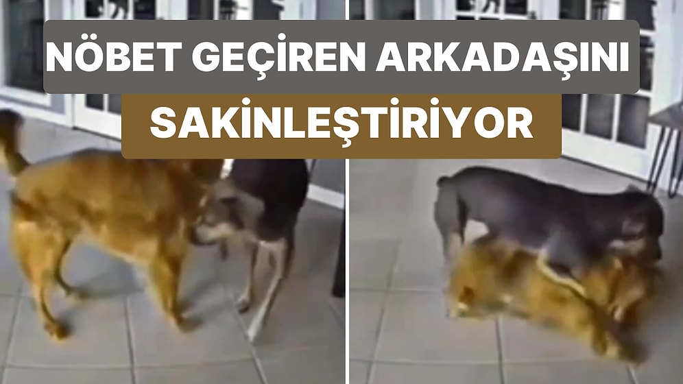 Psikomotor Nöbet Geçiren Dostunun Sakinleşmesi İçin Ona Bir Profesyonel Gibi Yardım Eden Köpek