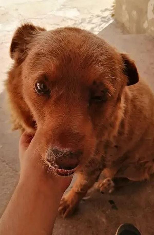 Portekiz’de 11 Mayıs 1992’de dünyaya gelen ve safkan bir Alentejo Çoban Köpeği olan Bobi’nin ‘dünyanın gelmiş geçmiş en yaşlı köpeği’ rekorunu kırdığı ve ayrıca ‘yaşayan en yaşlı köpek’ olduğu açıklandı.