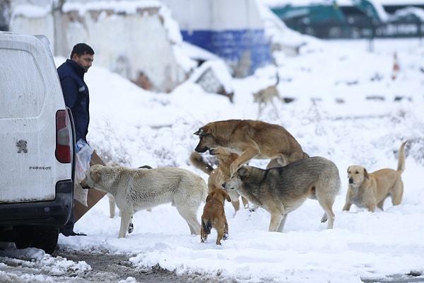 Ankara Büyükşehir Belediyesi ekipleri, kar yağışının ardından yiyecek bulmakta zorlanan sahipsiz hayvanlara mama desteğinde bulundu