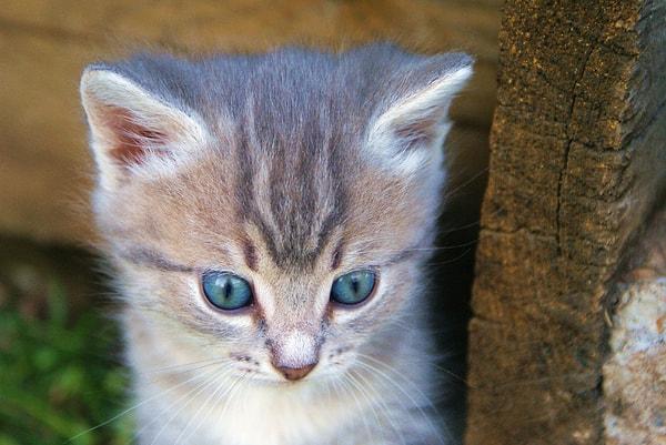 7. Yavru kedilerin neredeyse hepsi mavi gözlüdür. Göz renkleri sonradan değişir.