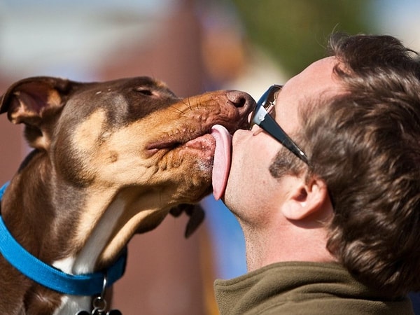 13. Вы целуете собаку (или целовали бы, если бы она у вас была)?