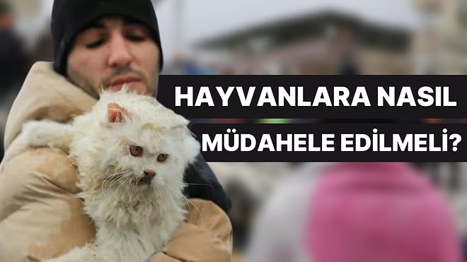 Olası Bir Deprem Anında Hayvanlara Nasıl Müdahale Edilmeli?