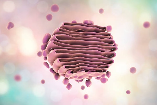 Golgi aygıtı