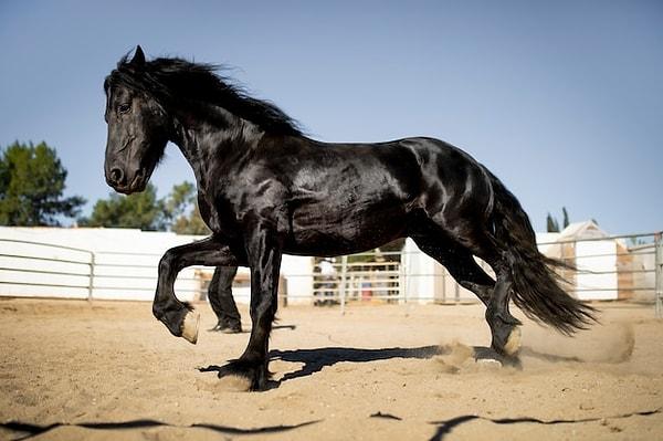 Erkek atlar mastürbasyon yapmak için karın kaslarını kullanıyor.