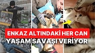 İçimizin Yandığı Deprem Bölgesinde Enkaz Altından Kurtarılan Hayvan Dostlarımızdan Unutulmaz Kareler