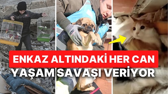 İçimizin Yandığı Deprem Bölgesinde Enkaz Altından Kurtarılan Hayvan Dostlarımızdan Unutulmaz Kareler