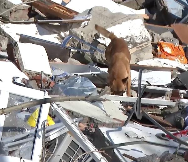 Kahramanmaraş'ta yıkılan binalarda arama kurtarma köpekleri de AFAD ekiplerine destek sağlıyor.