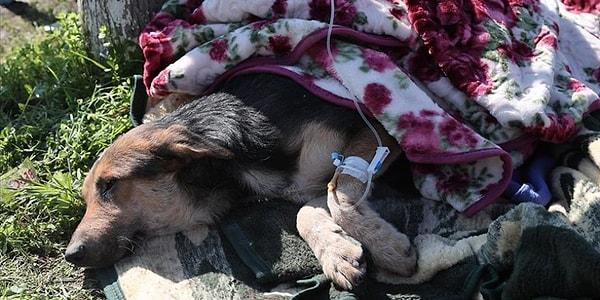 Enkaz altından kurtarılan bir köpeğe ilk müdahale sağlık ekipleri tarafından yapıldı. Serum takılan köpeğin üşüdüğünü görenler onu battaniyeye sardı.