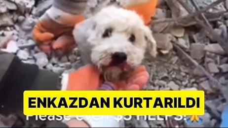 İskenderun'da Arama Kurtarma Çalışmaları Sırasında Bir Köpeğin Enkazdan Kurtarıldığı Anlar
