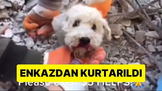 İskenderun'da Arama Kurtarma Çalışmaları Sırasında Bir Köpeğin Enkazdan Kurtarıldığı Anlar