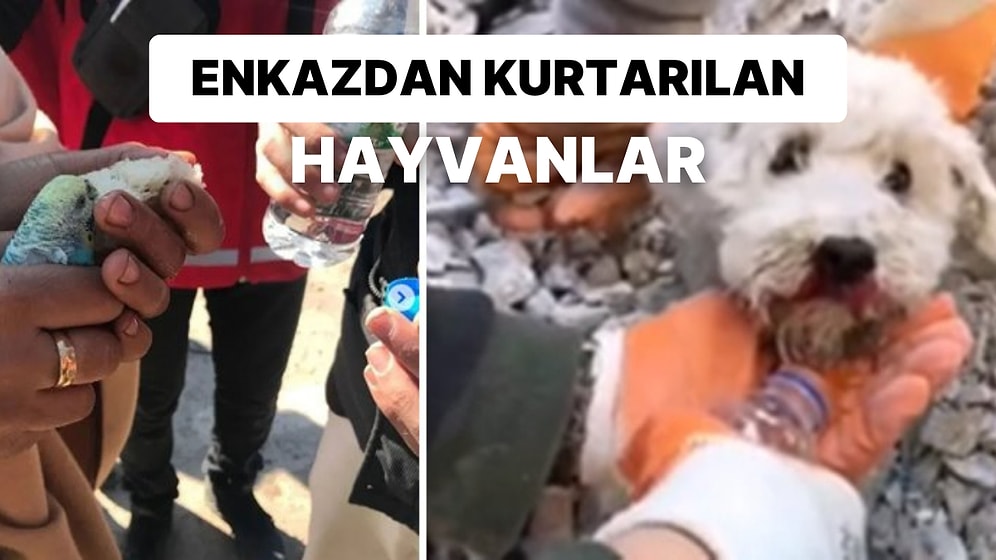 Günlerce Enkaz Altında Kalan Hayvan Dostlarımızın Kurtarılma Anları Yüreklerinizi Eritecek