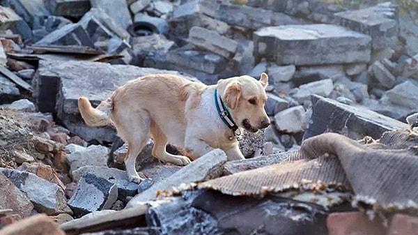 AKUT Koordinasyon Sorumlusu Mustafa Aygün ise "AKUT olarak 8 köpeğimiz var. Tahminimce sahadaki köpek sayısı 100'ün üzerinde." demişti.