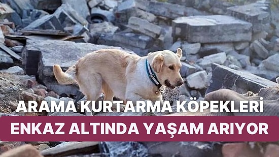 Deprem Bölgelerinde Arama Kurtarma Çalışmalarına Katılan Özel Eğitimli Köpekler Hayat Kurtarıyor