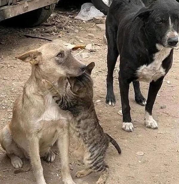Depremin etkili olduğu Suriye'de enkazdan kurtarıldıktan sonra adeta birbirlerine sarılan kedi ve köpek...