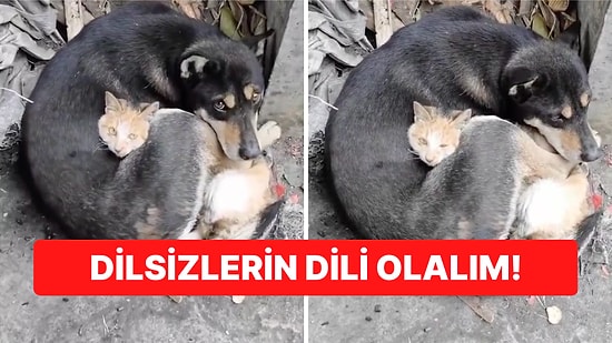 Deprem Bölgesinde Korku Dolu Gözlerle Bakan Kedi ve Köpeğin Görüntüleri İçinizi Yakacak