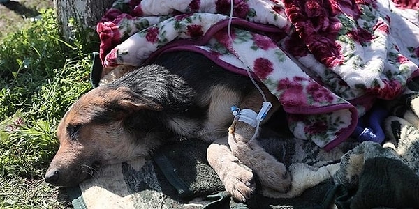 Can dostu enkaz altından kurtarılan kişiler ise deprem bölgesinde veteriner klinik araştırmaya başladı.