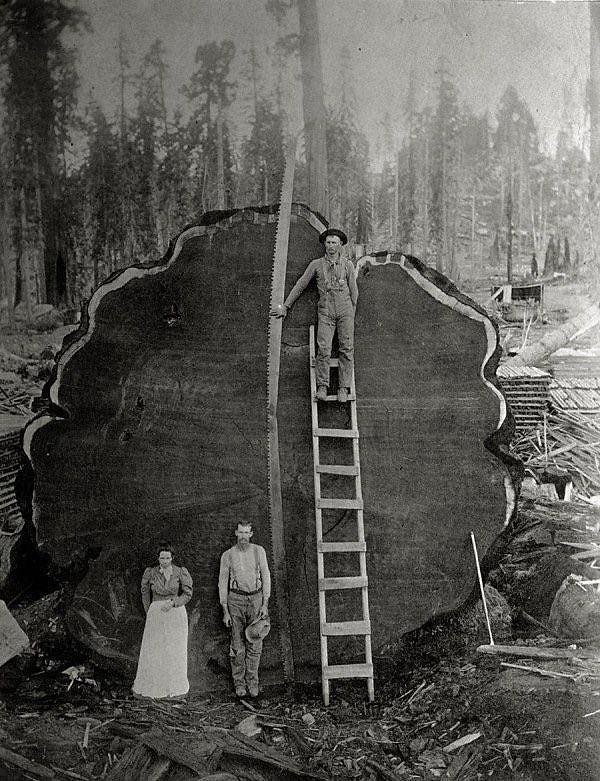 5. 1341 yaşında olup kesilmesi on üç gün süren "Mark Twain" lakaplı eski bir sekoya ağacı ile poz veren bir aile, 1892👇