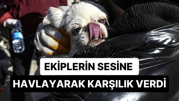 Ekiplerinin Sesine Havladı: 103 Saat Sonra Kendisini ve Sahibini Kurtardı