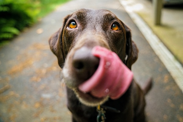 Köpek sahiplerine iyi bir haberimiz var: Yapılan yeni bir çalışmada yavru ve yetişkin köpekleri ev yemeği ile beslemenin yaşları arttıkça mide sağlığına iyi geldiğini ortaya koydu.