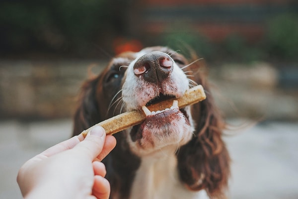 Çalışmanın yazarı Anna Hielm‑Björkman, "Koruyucu önlemler alan sahipler, yavru ve genç köpeklere kuru mamaya ek olarak çeşitli yemekler ve türlerine uygun yemek artıklarını verebilir" dedi.