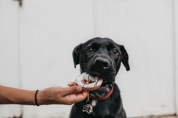 Sahiplerinin yemek masalarındaki bu artıklar ile beslenen köpeklerin, yetişkin yıllarında daha az bu hastalıklar ile karşı karşıya geldiği ortaya kondu.