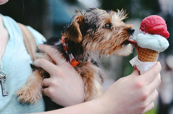 Fakat Hielm‑Björkman çalışmanın, bağırsak problemlerinden korunmak için köpekleri tamamen yemekler ile beslemenin gerekliliğinin sebebini henüz ortaya tam koyabilmiş olmadığını söylüyor.