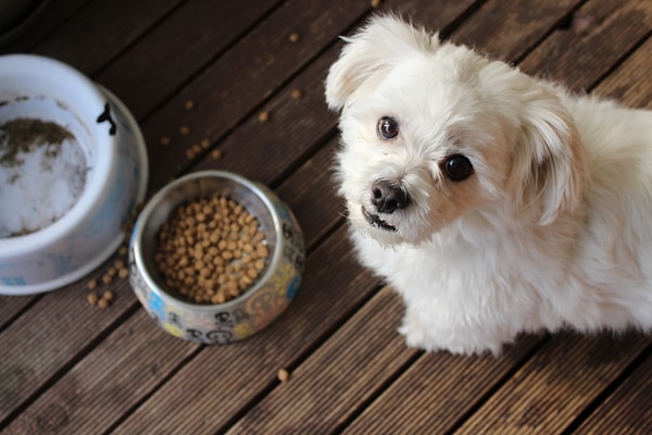 Ancak evcilleştirilmiş köpeklerin çiğ et ile beslenmesinin riskleri konusunda da uyarı yapıldı.