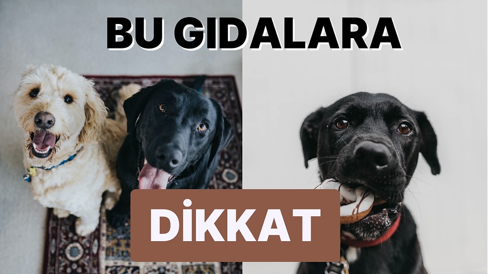 Yapılan Son Araştırma Köpeğinizi Mamadan Ziyade Masadaki Yemek Artıkları ile Beslemenizi Öneriyor