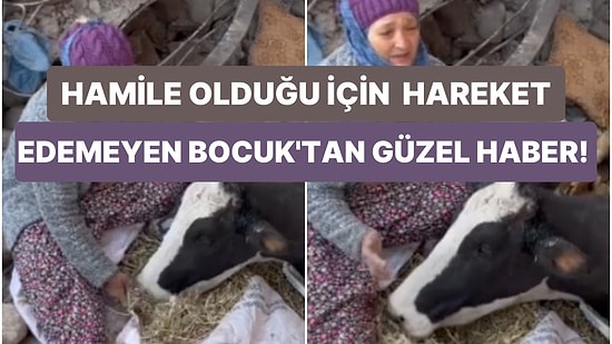 Deprem Bölgesinde Tehlikeli Bir Alanda Kalan Hamile İnek Boncuk Gönüllülerin Çabasıyla Kurtarıldı
