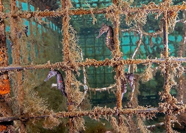 Harasti, denizatı yetiştiren ve yavruları büyüten 'SEA LIFE Sidney Akvaryumu' ile birlikte çalışıyor. Bebekler yeterince büyüdüklerinde, etiketleniyorlar ve denizatı otellerinin çevresine bırakılıyorlar ve bura onların daimi ikametgahları haline geliyor.